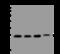 RAB1A, Member RAS Oncogene Family antibody, 207507-T36, Sino Biological, Western Blot image 