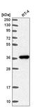 Aldose reductase antibody, HPA052751, Atlas Antibodies, Western Blot image 