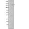 LDL Receptor Related Protein 6 antibody, abx147049, Abbexa, Western Blot image 