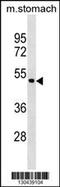 Annexin A10 antibody, 59-978, ProSci, Western Blot image 