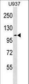 MCC Regulator Of WNT Signaling Pathway antibody, LS-C158111, Lifespan Biosciences, Western Blot image 