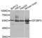 Insulin Like Growth Factor 2 MRNA Binding Protein 3 antibody, abx002080, Abbexa, Western Blot image 