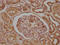 N-Myc Downstream Regulated 1 antibody, CSB-PA835678LA01HU, Cusabio, Immunohistochemistry frozen image 