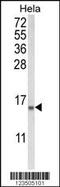 Coactosin Like F-Actin Binding Protein 1 antibody, MBS9201251, MyBioSource, Western Blot image 