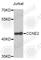 Cyclin E2 antibody, A4272, ABclonal Technology, Western Blot image 