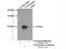 CD3g Molecule antibody, 21120-1-AP, Proteintech Group, Immunoprecipitation image 