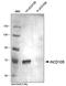 Endoglin antibody, DP3518S, Origene, Western Blot image 