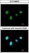 DNA-binding protein RFX6 antibody, GTX108670, GeneTex, Immunofluorescence image 