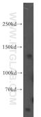Potassium Voltage-Gated Channel Subfamily H Member 7 antibody, 13622-1-AP, Proteintech Group, Western Blot image 