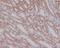 SMAD Family Member 3 antibody, M00059, Boster Biological Technology, Immunohistochemistry frozen image 