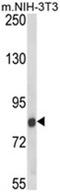 Threonine--tRNA ligase antibody, AP18215PU-N, Origene, Western Blot image 