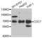 Cell Division Cycle 7 antibody, LS-C334252, Lifespan Biosciences, Western Blot image 