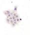 Glutamate Decarboxylase 1 antibody, LS-C312273, Lifespan Biosciences, Immunocytochemistry image 