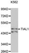 TIA1 Cytotoxic Granule Associated RNA Binding Protein Like 1 antibody, LS-C335635, Lifespan Biosciences, Western Blot image 