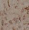 Reticulon 1 antibody, FNab07521, FineTest, Immunohistochemistry frozen image 