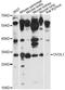 Ovo Like Transcriptional Repressor 1 antibody, LS-C749385, Lifespan Biosciences, Western Blot image 