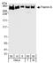 Filamin A antibody, A301-135A, Bethyl Labs, Western Blot image 