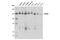 Myosin Phosphatase Rho Interacting Protein antibody, 14396S, Cell Signaling Technology, Western Blot image 