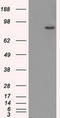 SATB Homeobox 1 antibody, LS-C114620, Lifespan Biosciences, Western Blot image 