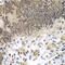 CCAAT Enhancer Binding Protein Gamma antibody, abx005486, Abbexa, Western Blot image 