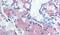 Mucin 13, Cell Surface Associated antibody, PA5-32936, Invitrogen Antibodies, Immunohistochemistry frozen image 