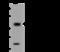 Phosphatidylinositol 3-Kinase Catalytic Subunit Type 3 antibody, 204382-T42, Sino Biological, Western Blot image 