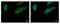 Calcium-binding and coiled-coil domain-containing protein 1 antibody, PA5-28193, Invitrogen Antibodies, Immunofluorescence image 