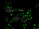 Mortality Factor 4 Like 1 antibody, A7071, ABclonal Technology, Immunofluorescence image 