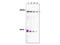 TATA-Box Binding Protein Associated Factor 1 antibody, NBP1-77847, Novus Biologicals, Western Blot image 