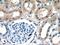 TSC Complex Subunit 2 antibody, 20004-1-AP, Proteintech Group, Immunohistochemistry frozen image 