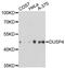 Dual Specificity Phosphatase 4 antibody, MBS128106, MyBioSource, Western Blot image 