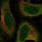 Zinc Finger Protein 329 antibody, HPA044373, Atlas Antibodies, Immunocytochemistry image 