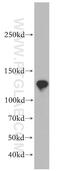 Coiled-Coil Domain Containing 158 antibody, 20396-1-AP, Proteintech Group, Western Blot image 