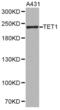 Tet Methylcytosine Dioxygenase 1 antibody, abx001270, Abbexa, Western Blot image 