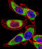 Y-Box Binding Protein 1 antibody, abx032789, Abbexa, Immunofluorescence image 