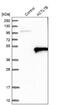 Actin Like 7B antibody, NBP1-86973, Novus Biologicals, Western Blot image 