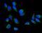 GrpE Like 1, Mitochondrial antibody, A12830-1, Boster Biological Technology, Immunofluorescence image 