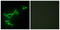Tripartite Motif Containing 3 antibody, LS-C118706, Lifespan Biosciences, Immunofluorescence image 