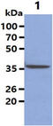 Serpin Family B Member 5 antibody, MBS200148, MyBioSource, Western Blot image 