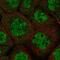 DALR Anticodon Binding Domain Containing 3 antibody, NBP1-84622, Novus Biologicals, Immunofluorescence image 