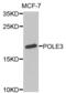 DNA Polymerase Epsilon 3, Accessory Subunit antibody, PA5-76947, Invitrogen Antibodies, Western Blot image 