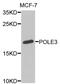 DNA Polymerase Epsilon 3, Accessory Subunit antibody, PA5-76947, Invitrogen Antibodies, Western Blot image 