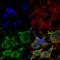 Solute Carrier Family 38 Member 1 antibody, 56522, QED Bioscience, Immunocytochemistry image 