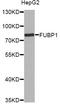 Far Upstream Element Binding Protein 1 antibody, LS-C747639, Lifespan Biosciences, Western Blot image 