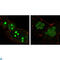 Nucleophosmin 1 antibody, LS-C812508, Lifespan Biosciences, Western Blot image 