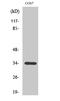 Olfactory Receptor Family 7 Subfamily A Member 10 antibody, A15826, Boster Biological Technology, Western Blot image 