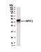 Neuropeptide FF receptor 2 antibody, PA5-72936, Invitrogen Antibodies, Western Blot image 