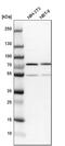Lysyl-TRNA Synthetase antibody, PA5-59620, Invitrogen Antibodies, Western Blot image 