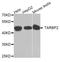 TARBP2 Subunit Of RISC Loading Complex antibody, A7533, ABclonal Technology, Western Blot image 