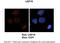 Ubiquitin Specific Peptidase 16 antibody, A05795, Boster Biological Technology, Immunohistochemistry frozen image 